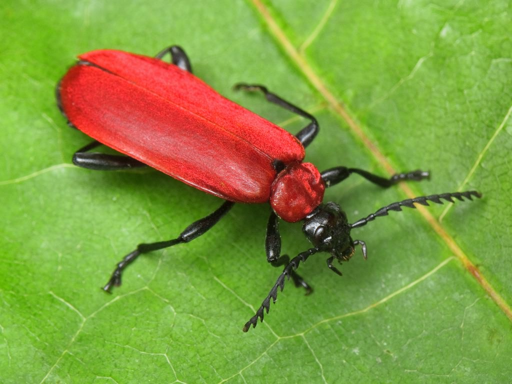 Pyrochroa coccinea (Linnaeus, 1761)